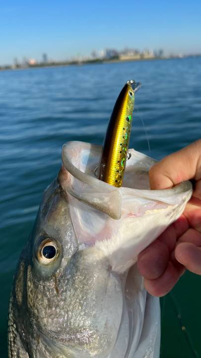 Close up of a striper's mouth with a gold plug still in it