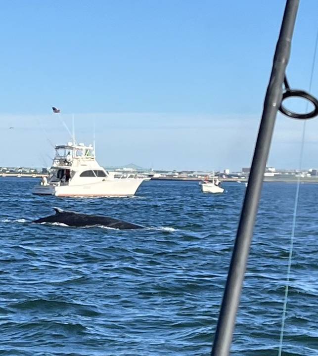 A whale surfacing close by with boats drifting around it