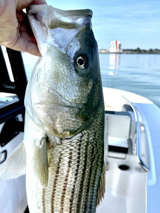 Close up of a striper's head and stripes beside the boat