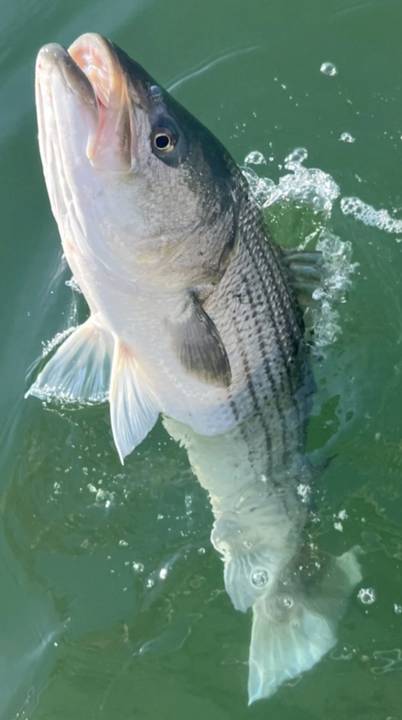 A striper coming up alongside the boat in green water