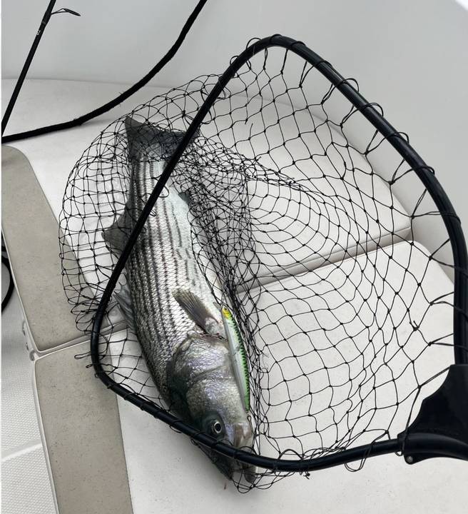 Striped bass in the net with a green plug still in its jaw