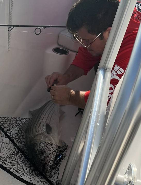 Unhooking a striper in the net on the deck