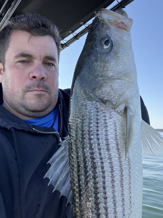A big striper held up alongside on a cold, bright day