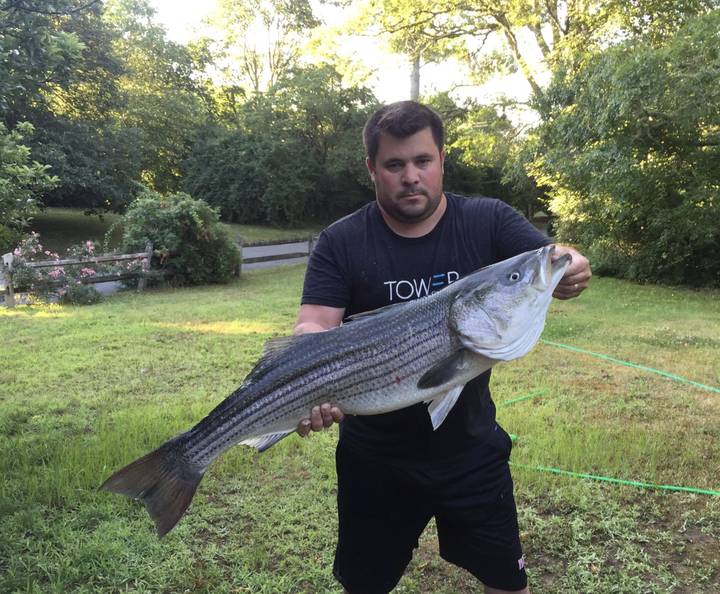 A big striped bass held up back on shore