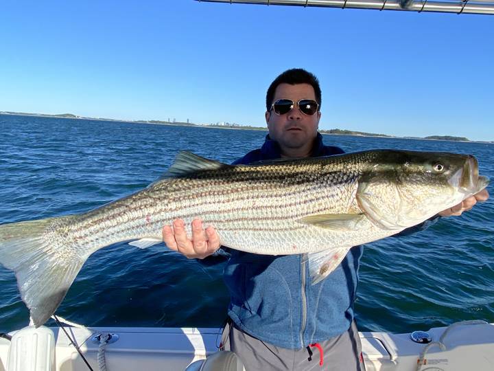 Striped bass held across the rail on a clear fall morning