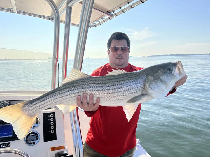 Striper held at the helm on a bright calm morning