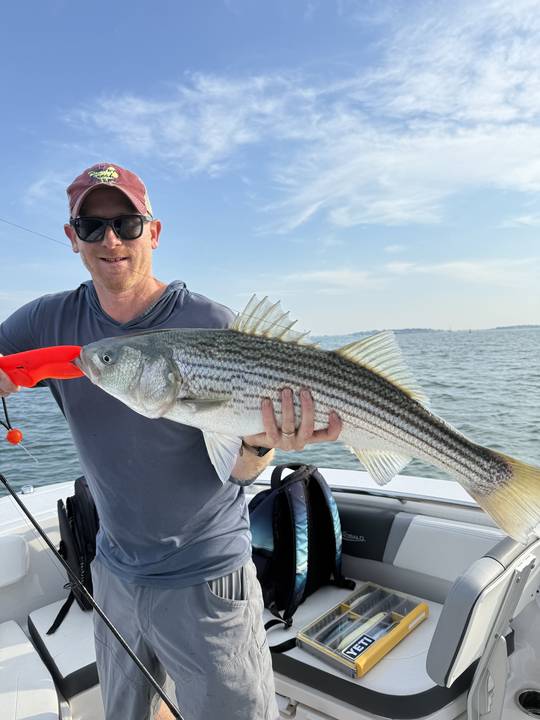 Striper held with a lip gripper alongside the boat