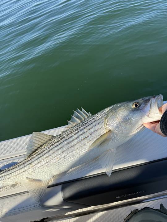 A striper laid on the gunwale before going back