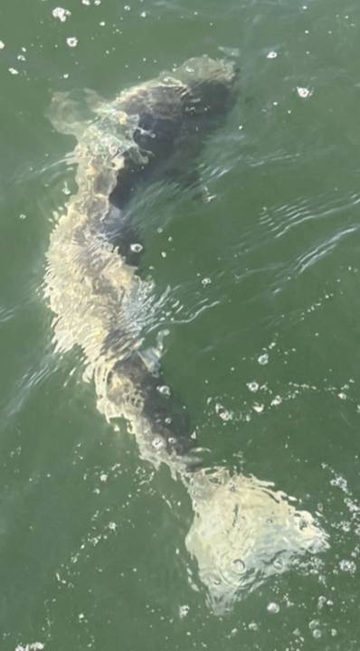 A striper turning away under the surface