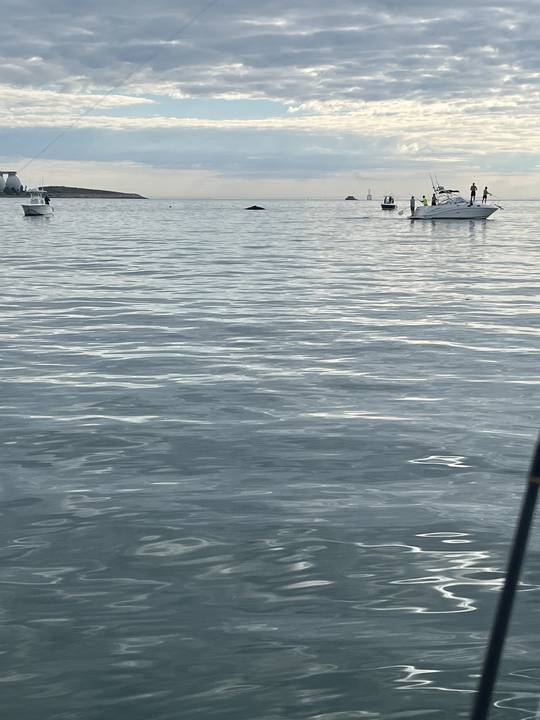 A whale's back breaking the surface on a flat calm evening